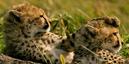 Перейти на Cheetahs, Kenya