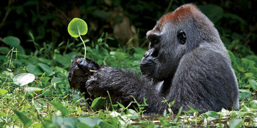 Перейти на Silverback Gorilla, Africa