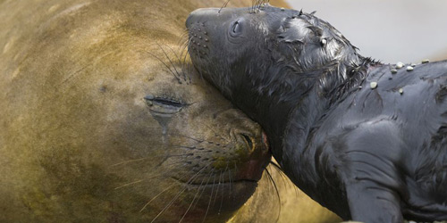 Перейти на Elephant Seal Mother and Pup