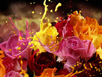Создаем в фотошопе букет из роз с эффектом ярких цветных брызг