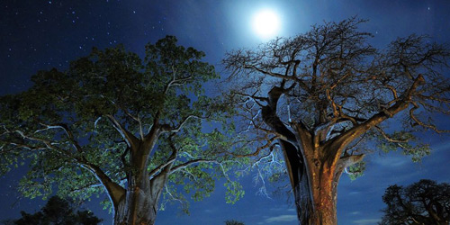 Перейти на Baobab Trees, Tanzania