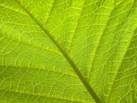 Скачать крупные текстуры с изображением зеленой листвы растений
