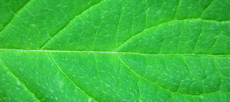 Скачать Текстура листвы