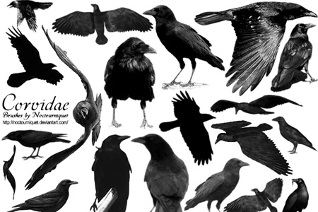 Скачать Corvidae Ravens N Crows
