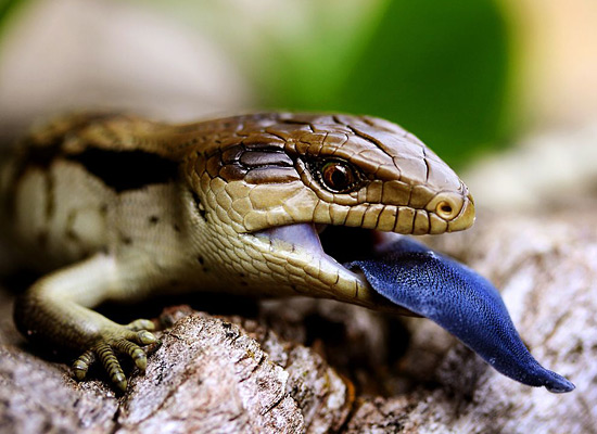 Перейти на Blue Tongued Lizard