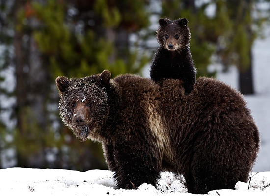 Перейти на Grizzly Bear Cub Snow