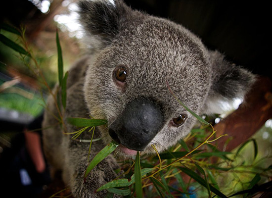 Перейти на Koala Bear Australia