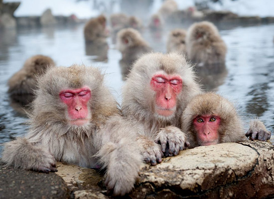 Перейти на Japanese Macaques Nagano