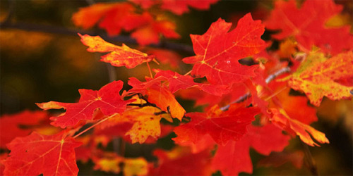 Скачать Текстуру осенних листьев