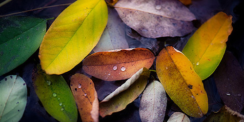 Скачать Текстуру осенних листьев