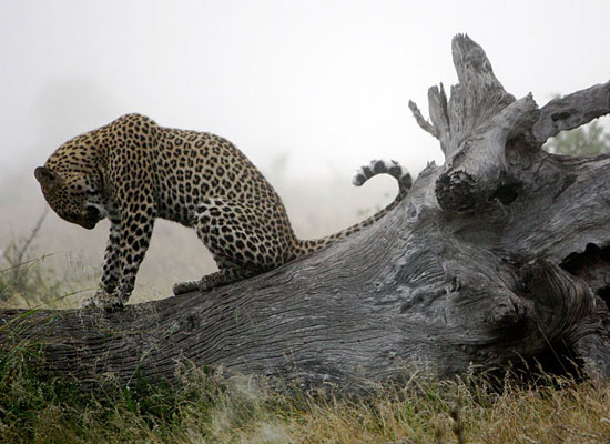 Перейти на Leopard, South Africa