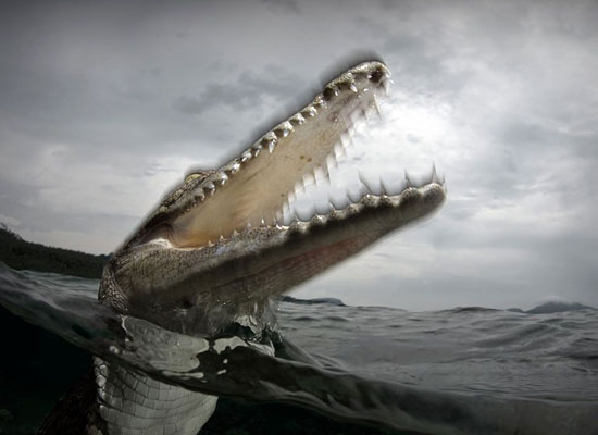 Перейти на Saltwater Crocodile