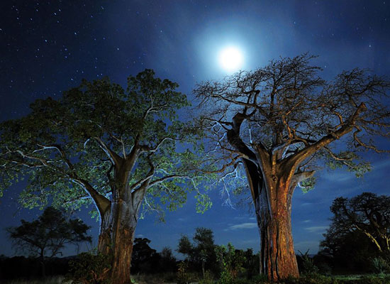 Перейти на Baobab Trees, Tanzania