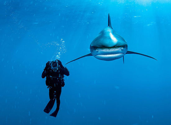 Перейти на Oceanic Whitetip Shark, Bahamas
