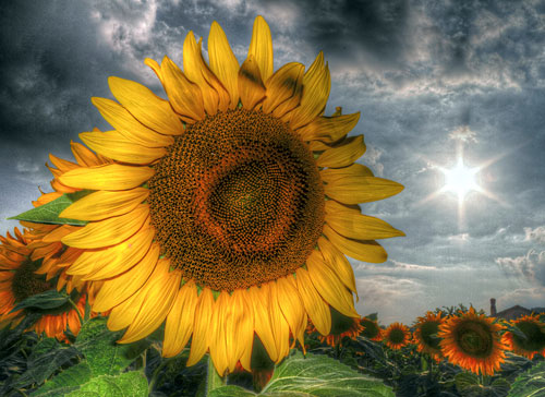 Перейти на Sunflower
