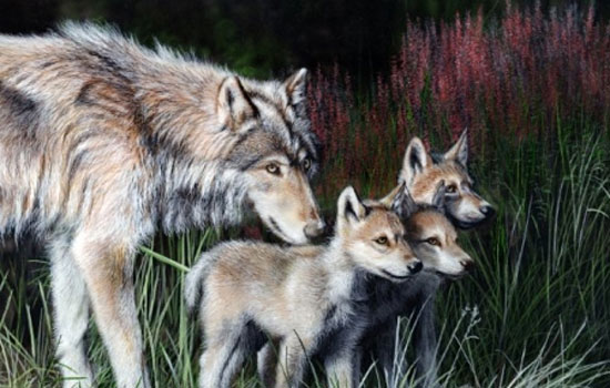 Животные в естественной среде обитания от иллюстратора Kevin Daniel