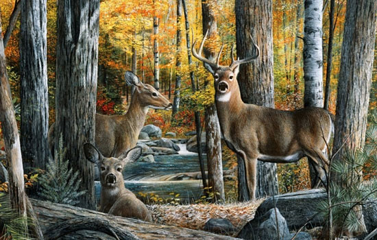 Животные в естественной среде обитания от иллюстратора Kevin Daniel