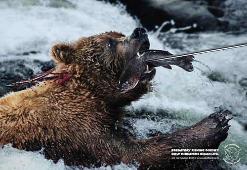 Перейти на Sea Shepherd: Harpoon, Bear