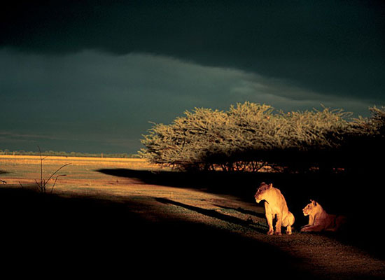 Перейти на Lionesses, Botswana