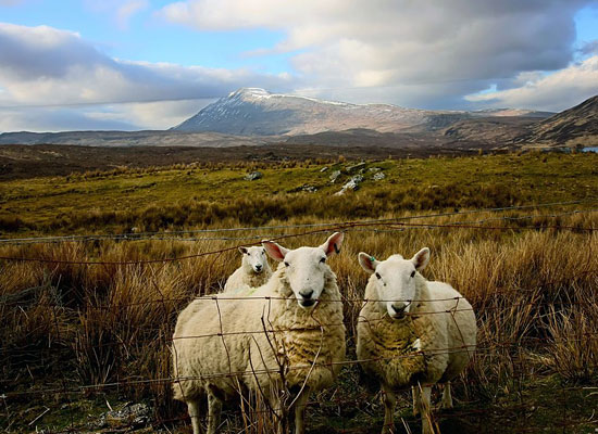 Перейти на Scottish Sheep
