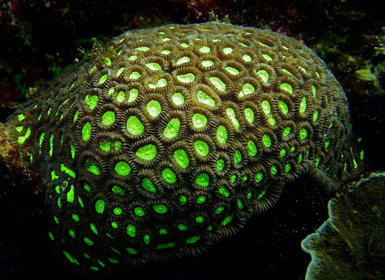 Honeycomb Coral Green Indonesia
