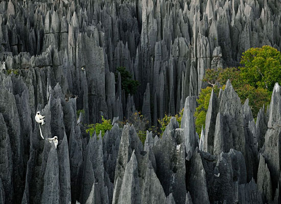 Lemurs Rocks Madagascar Alvarez