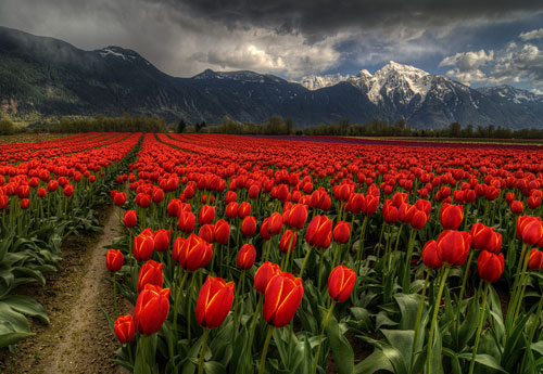 Tulips Vancouver Bc Canada