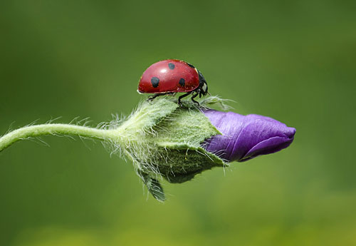 Ladybug ON flower