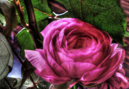 Pink ranunculus flower